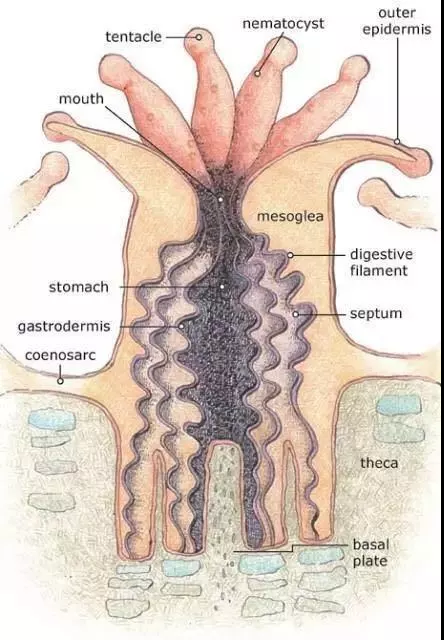 這一片珊瑚礁是紙做的？